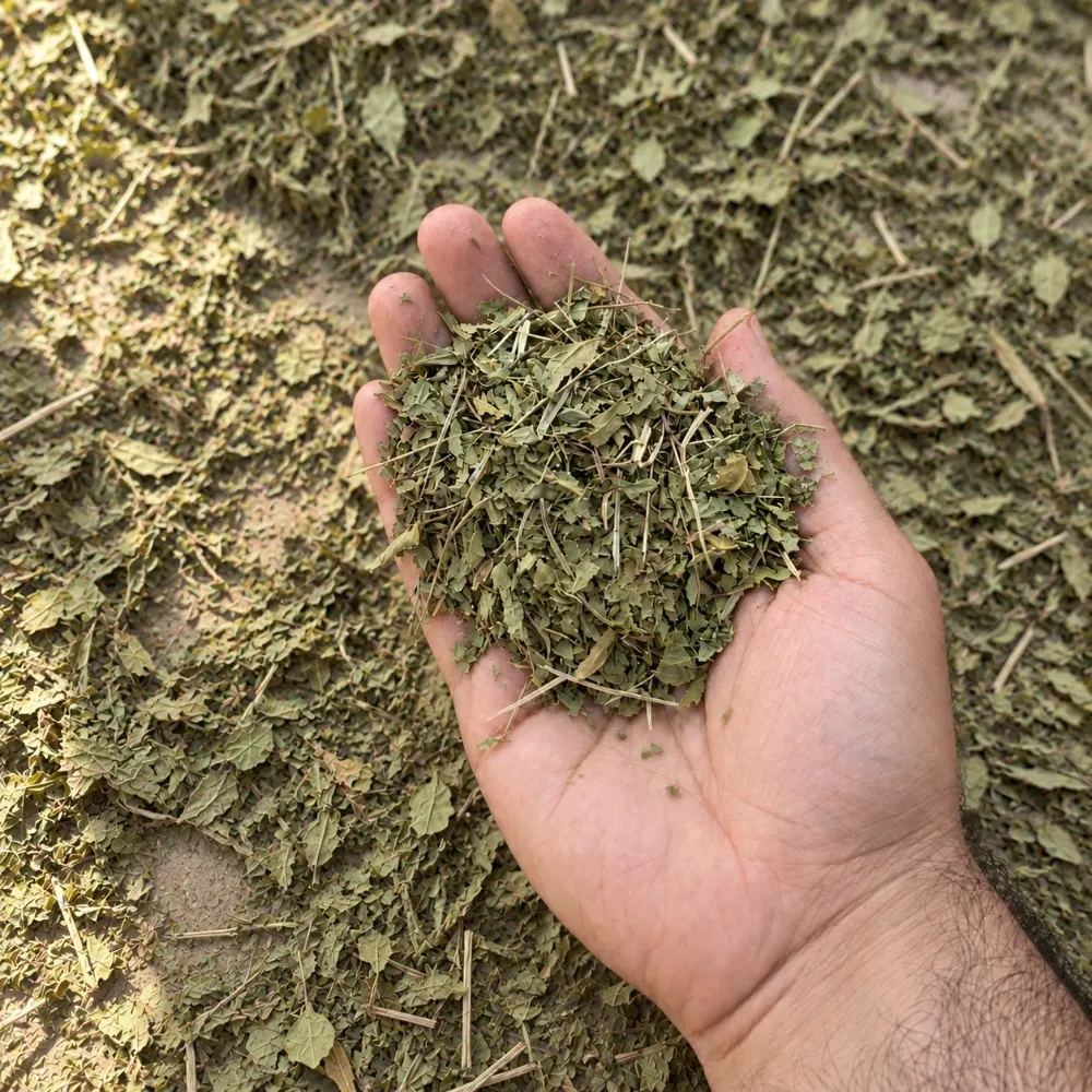 Hand holding dried henna leaves over a bed of drying henna leaves